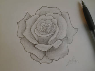 A Rose