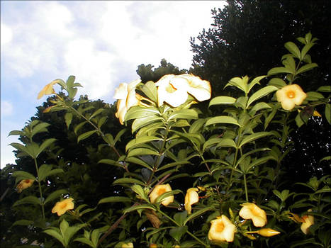 Trumpet Flowers