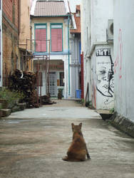 Alleycat