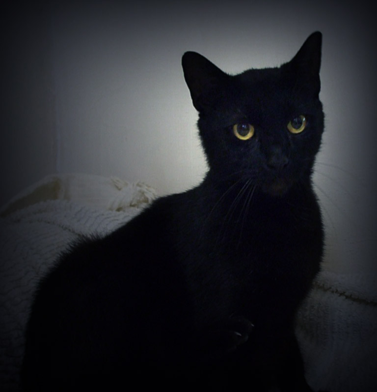 black thoughtfully cat