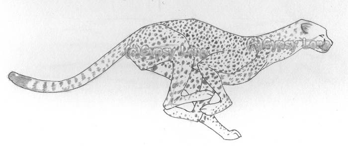 Cheetah-WIP