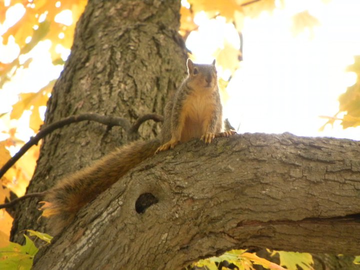 Adorable Squirrel