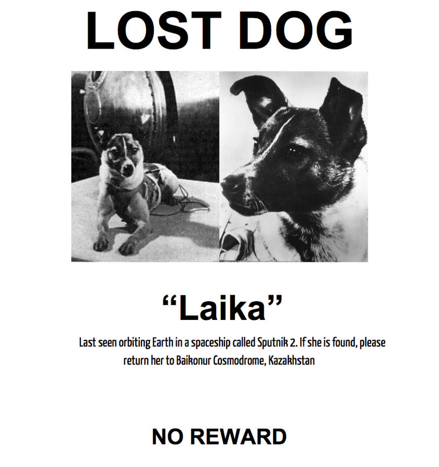 Laika come Home by SharplySirius on DeviantArt