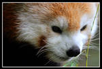 Red Panda by TomasGarcia