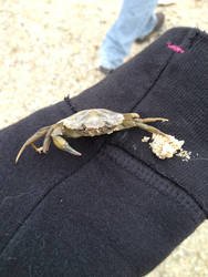 Crab (dead)