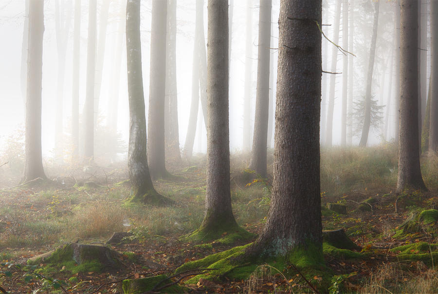 Foggy Forest