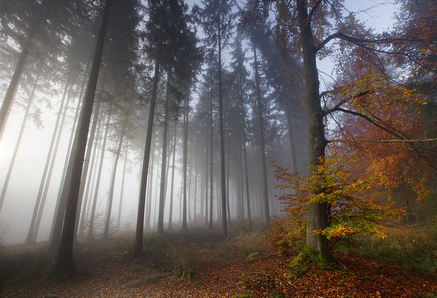 Foggy Forest II