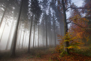 Foggy Forest II by vamosver