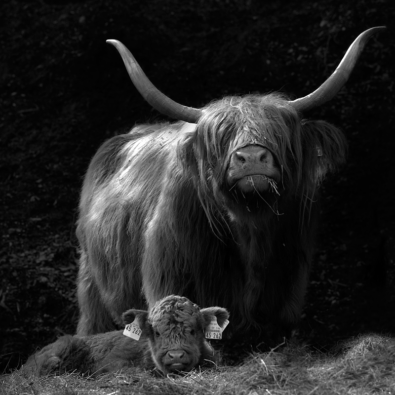 Highland Cow and Calv