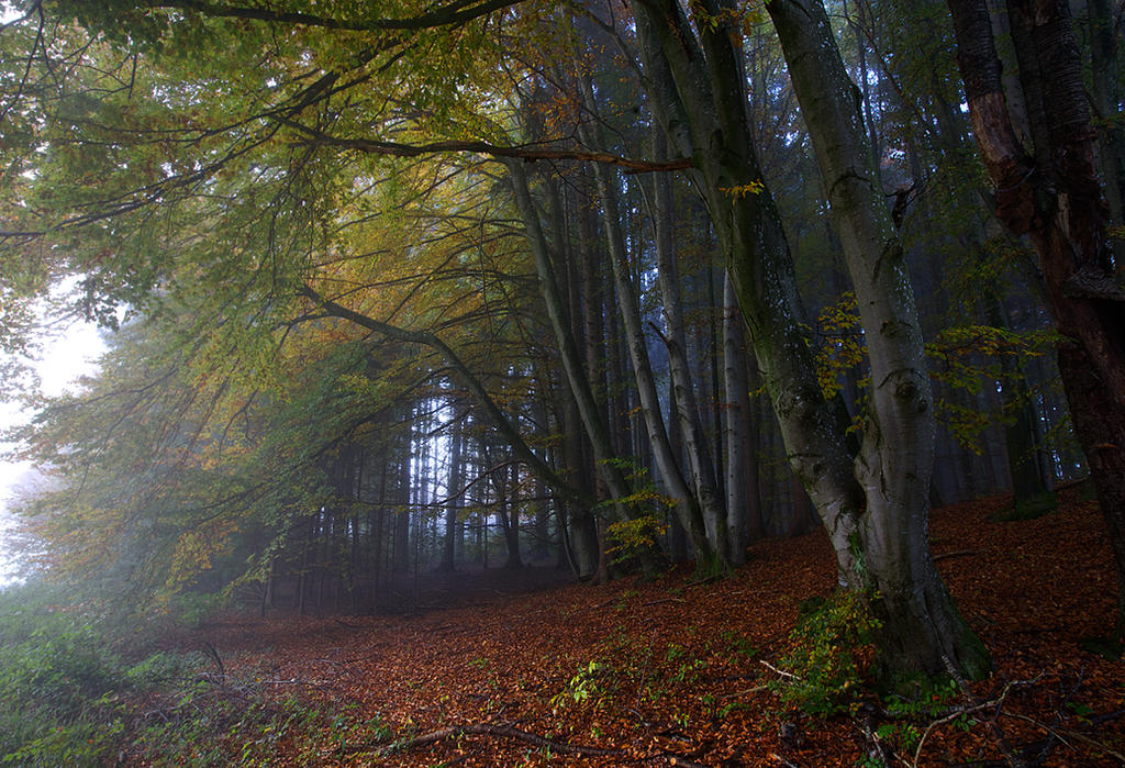 Foggy Forest III by vamosver