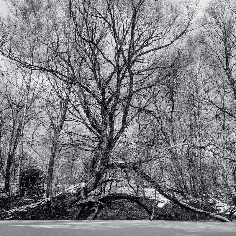 Tree at the Frozen Pond