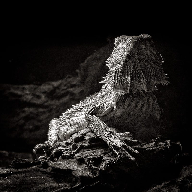 Bearded Dragon Posing