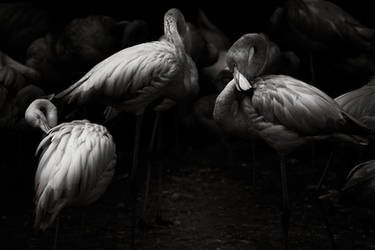 Flamingo Cleaning