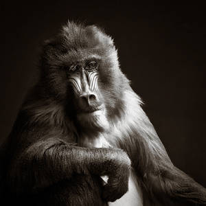 Portrait of a Mandrill