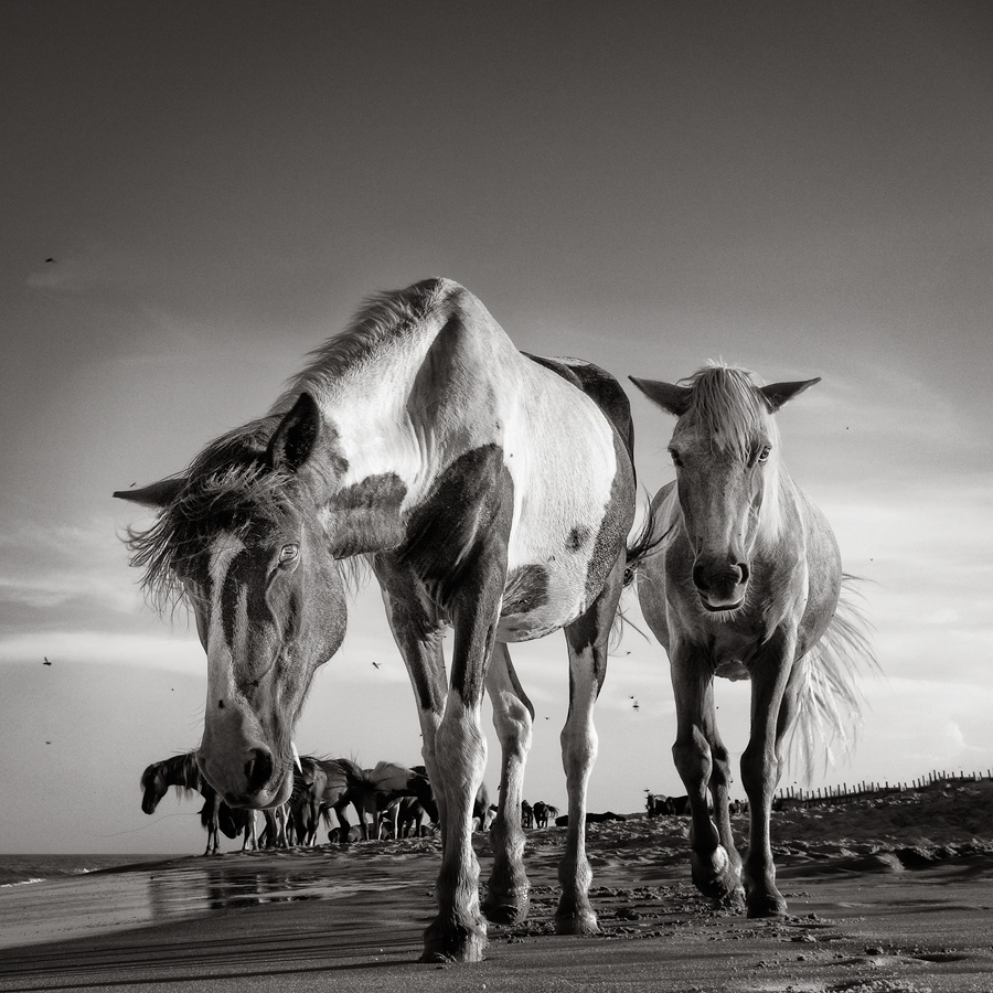 Maryland - Assateague Couple