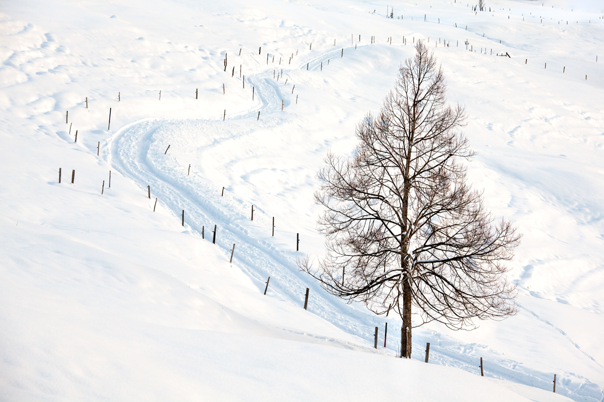 The Path by the Tree