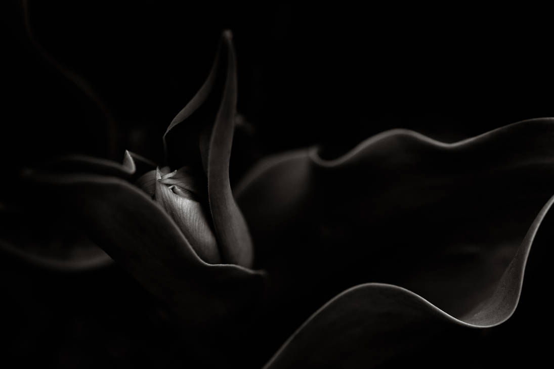 The Beauty of Birth by vamosver The Beauty of Birth by vamosver