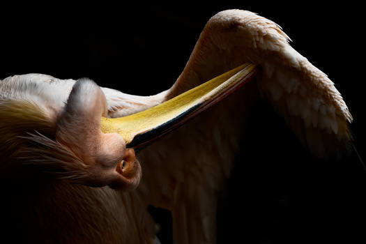 Cleaning Pelican