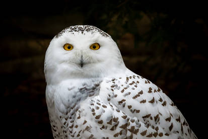 Female Snowy Owl