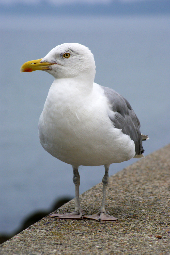 herring gull