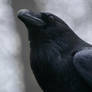pretty Raven