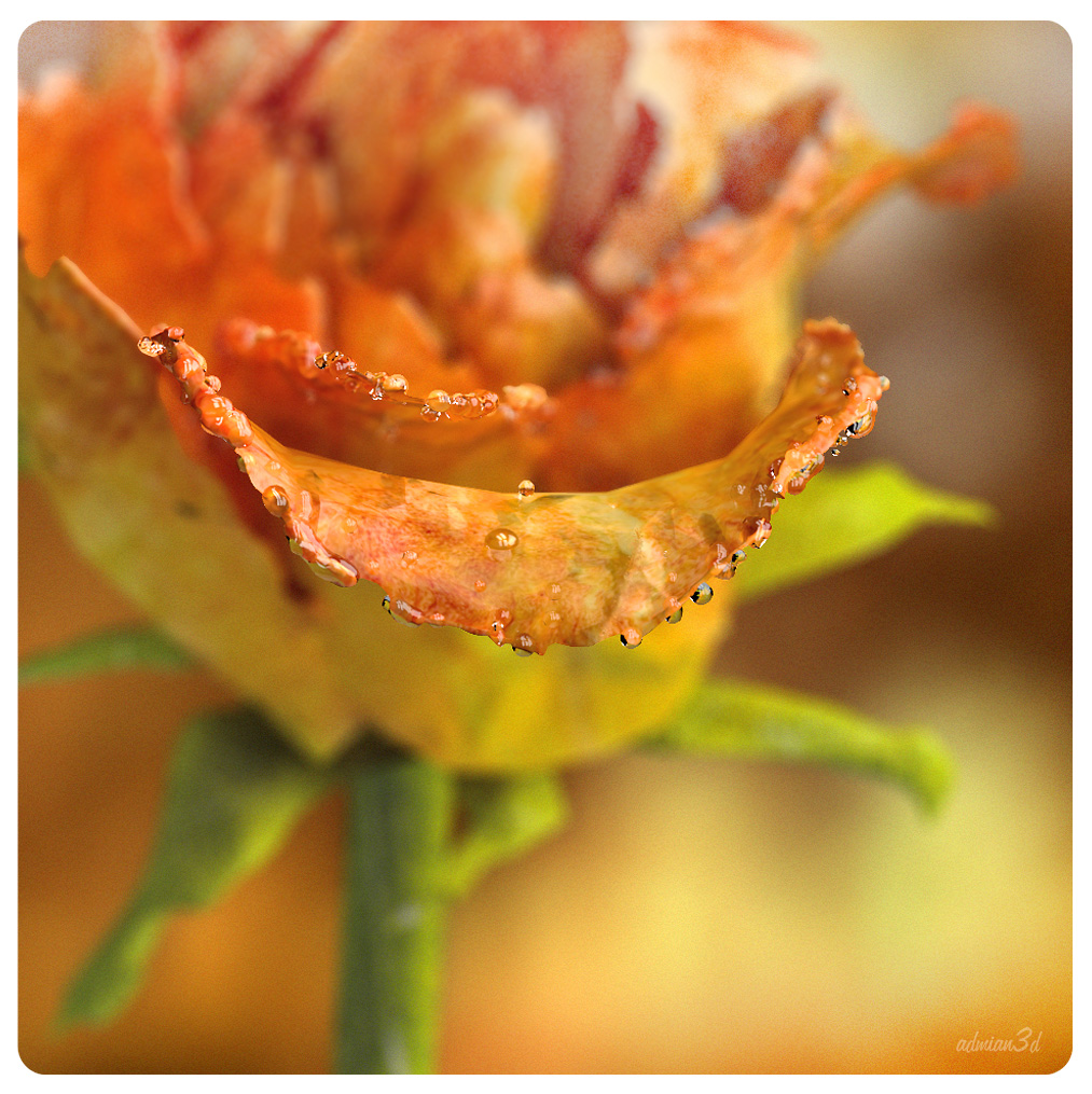 3d macro rose