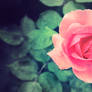 Pink Rose Wallpaper