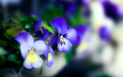 Just Blue Flowers