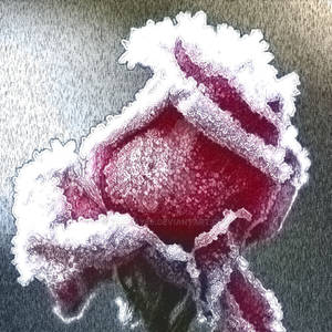 Icy Rose