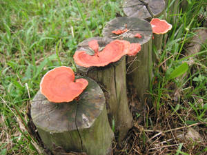 Orangy Red Fungi