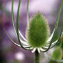 thistle 2