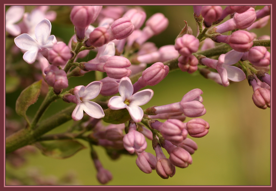 the first lilac of the year