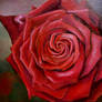 red rose