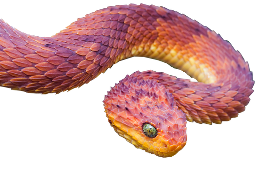 Viper Snake