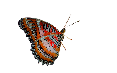 Butterfly 2