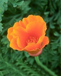 California Golden Poppy