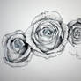 Roses01