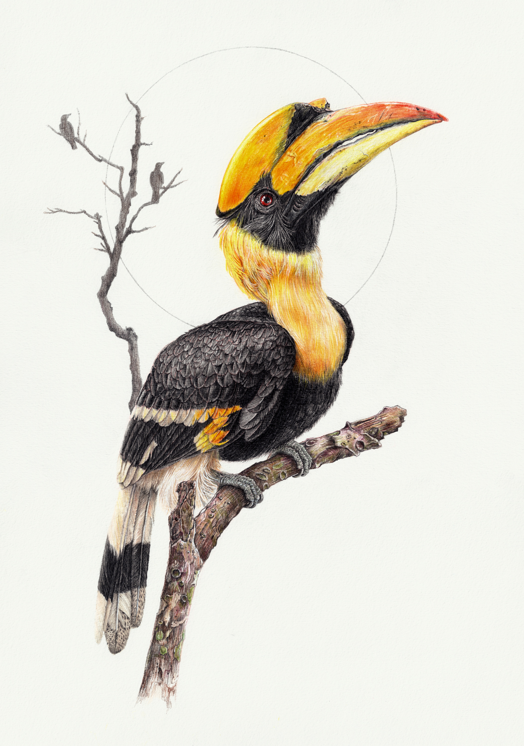 Great Hornbill