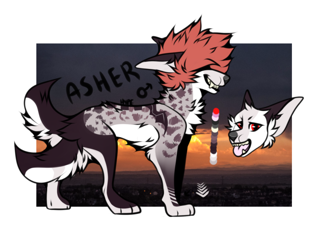 Asher reference sheet - COM