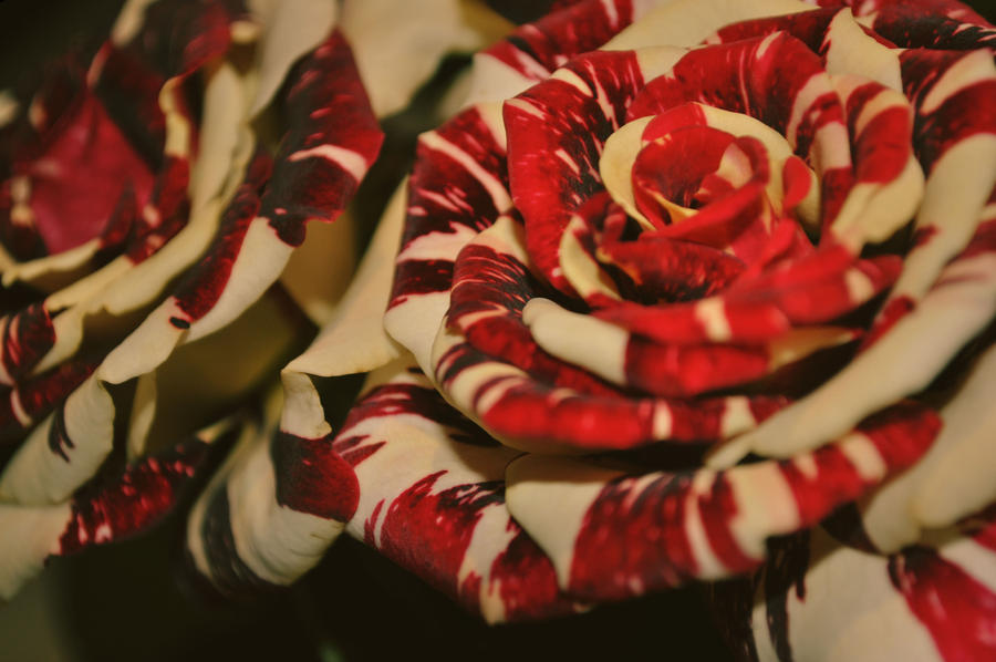 Candy-Striped Roses by TheRedLetterDay on DeviantArt