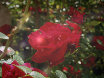 roses [photography]