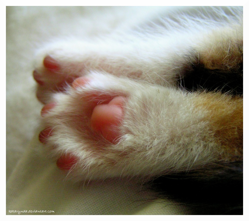 Paws