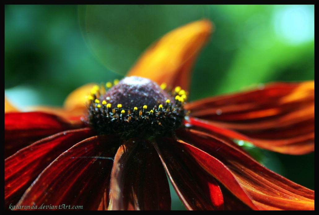 Yellow Crown