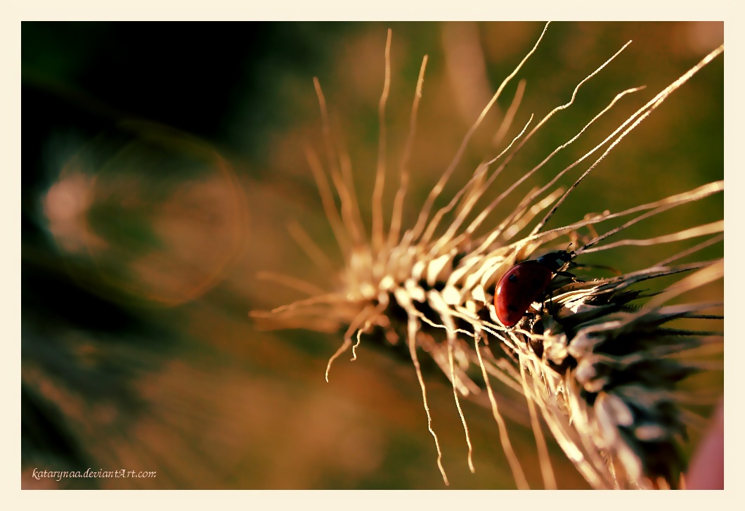 Summer Walk III