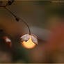 Lampion