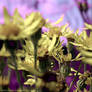 Violet Summer