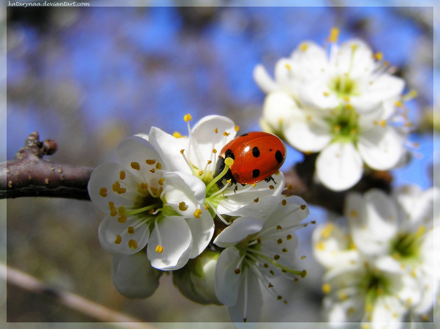 Hungry Ladybird