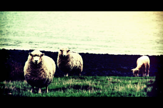 Sheepish