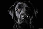 The Black Lab II by gatiodaniel