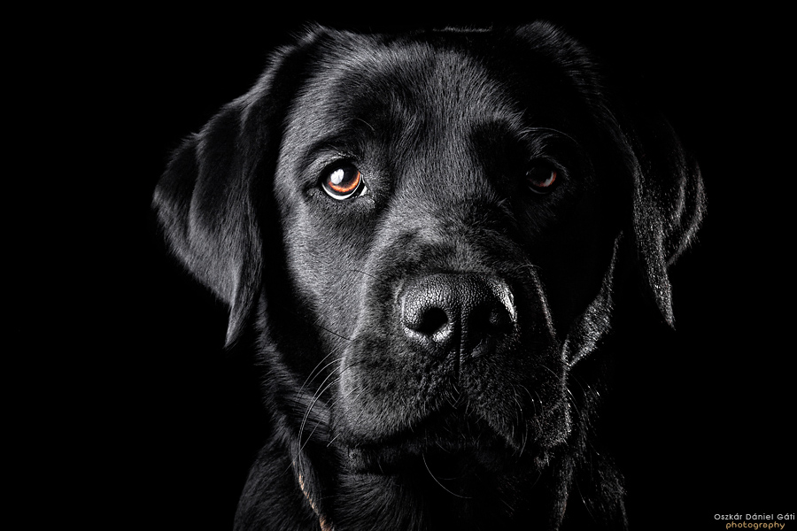 The Black Lab II